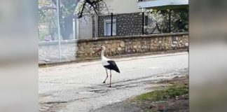 Πελαργός εμφανίστηκε στην Κορησό φέρνοντας το “μήνυμα” ότι ήρθε η Άνοιξη