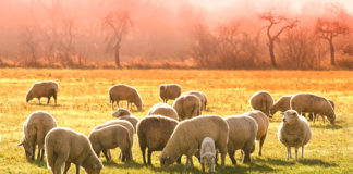 Κάτω από τα 4 ευρώ τα αμνοερίφια στην Καστοριά
