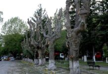 Δεν πρόκειται να μείνει πλατάνι – Ξεχάστε ακόμα και τη δροσερή γυρολιμνιά