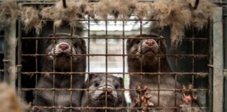 Θετικοί ακόμα δύο εργαζόμενοι σε φάρμα με μινκ της Καστοριάς