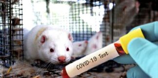 600 rapid test σε όλους τους εργαζομένους των μονάδων εκτροφής μινκ