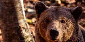 Ο ΑΡΚΤΟΥΡΟΣ κάνει ανοιχτό κάλεσμα υποστήριξης προς όλους τους φίλους του