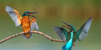 Καστοριά: Παραμόνευε 4 ώρες για να βγάλει αυτή τη φωτογραφία