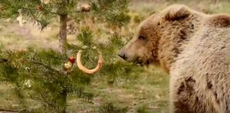 Ξύπνησαν οι αρκούδες – Ζημιές σε κτηνοτρόφο στην Καστοριά