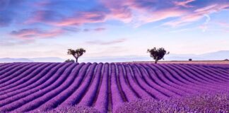 Ονομασία προέλευσης (Π.Ο.Π) για τα αιθέρια έλαια της Δυτ. Μακεδονίας