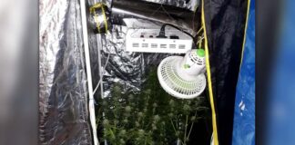 Μέσα στο σπίτι καλλιεργούσε την κάνναβη 33χρονος στη Φλώρινα