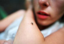 Στα 65 τα κρούσματα Ιού Δυτικού Νείλου στην Ελλάδα – 23 νέα μέσα σε μία εβδομάδα, έξι θάνατοι