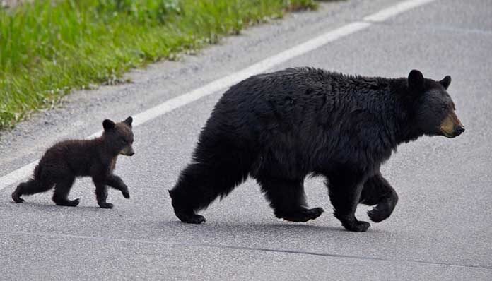 Black,Bear,(ursus,Americanus),Sow,And,Cub-of-the-year,Crossing,The,Road,
