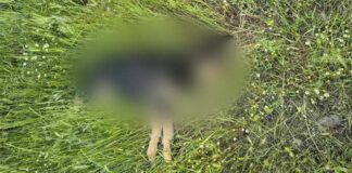 Ένα ακόμη ζώο εξαφανίστηκε από το Χιλιόδενδρο