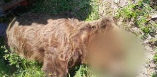 Καστοριά – Νεκρή αρκούδα εντοπίστηκε σε καλλιέργειες στους Αμπελόκηπους