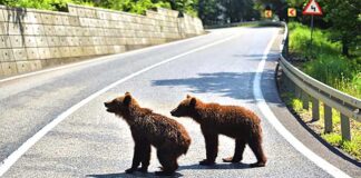 Αρκούδες στις αυλές μας – Έκκληση για λύσεις με σεβασμό στον άνθρωπο και τη φύση