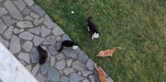 Δηλητηριάζουν γάτες στη Χλόη