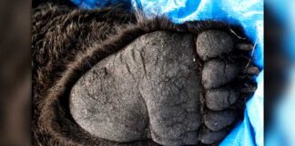 Καλλιστώ – Ακόμη μια νεκρή αρκούδα από πυροβόλο όπλο στην Καστοριά – Αναγκαία η διερεύνηση από τη Δικαιοσύνη