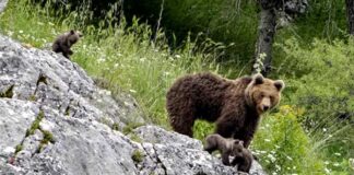 Μια φωτογραφία, μια μνήμη, μια απώλεια…