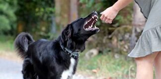 Σκύλος διέφυγε της προσοχής του ιδιοκτήτη του και δάγκωσε 36χρονη στην Κοζάνη