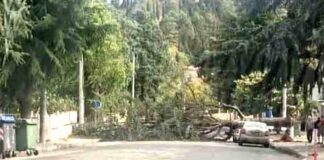 Δένδρο καταπλάκωσε αυτοκίνητο στην Χλόη Καστοριάς