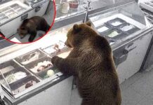 Αρκούδα “μπούκαρε” σε παγωτατζίδικο – Το χιουμοριστικό σχόλιο του ιδιοκτήτη