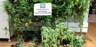 Συνελήφθη 39χρονος για καλλιέργεια δενδρυλλίων κάνναβης στην Κοζάνη