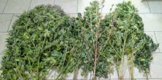 Συνελήφθη 67χρονος για καλλιέργεια δενδρυλλίων κάνναβης και κατοχή ναρκωτικών ουσιών στην Κοζάνη