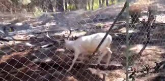 Ελάφι εγκλωβίστηκε σε σύρματα στο πάρκο του Προφήτη Ηλία Καστοριάς