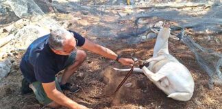 Ανακοίνωση των Φίλων Περιβάλλοντος Καστοριάς για το χθεσινό λυπηρό περιστατικό