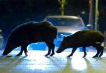 Τροχαίο με αγριογούρουνο στον δρόμο Αμυνταίου – Καστοριάς