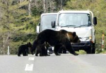 H Ιαπωνία έβγαλε τον στρατό στους δρόμους, για ν’ αντιμετωπίσει επιθέσεις από αρκούδες
