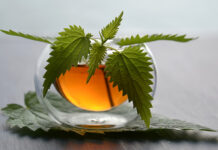 Ρόφημα τσουκνίδας – Ελιξίριο για νεφρά και ζάχαρο