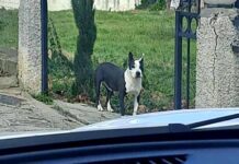 Καστοριά – Πίτμπουλ κυκλοφορεί ανεξέλεγκτο στο Ντολτσό