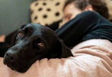 Καταλαβαίνει ο σκύλος μας πότε είμαστε άρρωστοι;