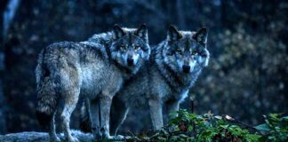 Λύκοι δίπλα σε σπίτια στην Χλόη Καστοριάς