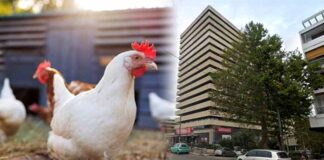 Εντόπισαν κοτέτσι και… στάνη στον 16ο όροφο πολυκατοικίας