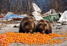 Σκουπίδια και άγρια ζωή δεν συμβιβάζεται
