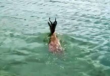 Ζαρκάδι διέσχισε κολυμπώντας τη λίμνη Πολυφύτου – Το κατέγραψε ψαράς με το κινητό του