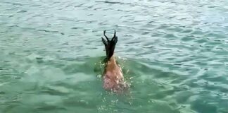 Ζαρκάδι διέσχισε κολυμπώντας τη λίμνη Πολυφύτου – Το κατέγραψε ψαράς με το κινητό του