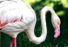 Αλυσίδα για τη διάσωσή εξασθενημένου φλαμίνγκο στις Κυκλάδες
