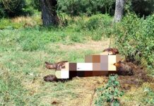 Μια ακόμη αρκούδα νεκρή στην Καστοριά – Το πιθανότερο από πυροβολισμό