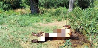 Μια ακόμη αρκούδα νεκρή στην Καστοριά – Το πιθανότερο από πυροβολισμό