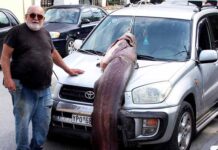 Γουλιανός “τέρας” 120 κιλών στα Γρεβενά –